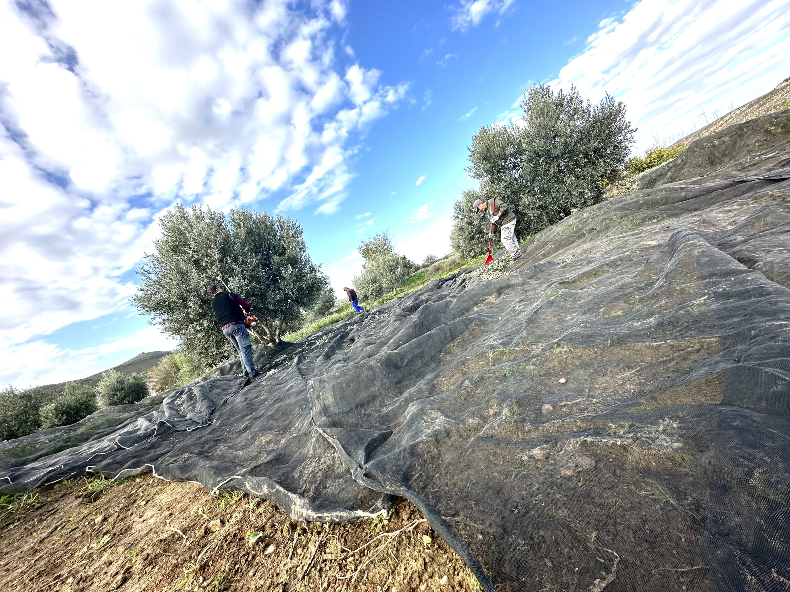 olive collection