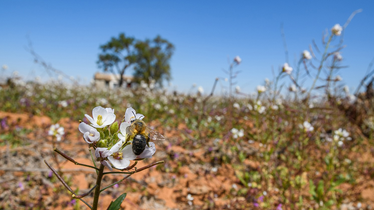 abeja en flor en un campo